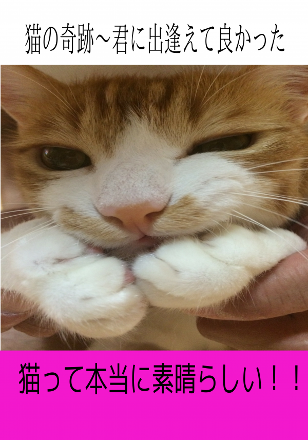 猫の奇跡～君に出逢えて良かった の表紙